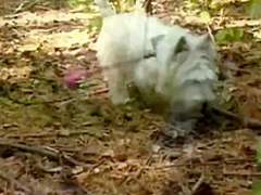 Followed, Fondled, Fucked And Facialed