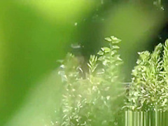 Uniformed Asian Sluts Pee Outdoors