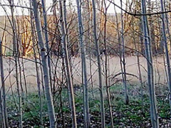 Brother fucked stepsister in a barbecue forest in coronavirus epidemic 2020