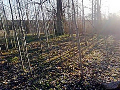 Brother fucked stepsister in a barbecue forest in coronavirus epidemic 2020