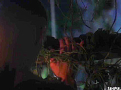 My Jungle Fantasy - Laguna Passionata With Max Dior And Cindy Shine