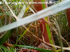 Village Outdoor Sex In Forest Natural Big Boobs Show In Hindi 6 Min