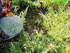 Khet Chupke Se Fingering Kar Rahi Thi Maine Dekha