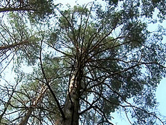 Loreen In The Forest