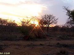 African Outdoor Safari Fuck Orgy