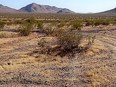 Lady Lazerus Sucking Cock In The Middle Of The Desert With Johnny Goodluck