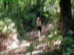 Jh Hl Jyx Huntedpreywoods Hd