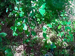 A Stranger Fucked Me In The Woods As Soon As I Peed. Sweetie Lilu Homemade Porn Video