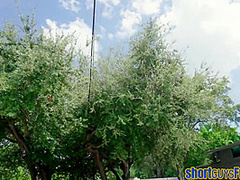 Short peeping tom pussypounding black MILF