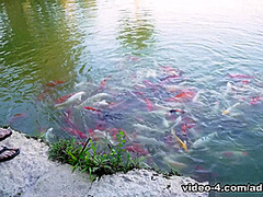 This Modern Mansion Lifestyle Feeding the Koi and Mr Turtle With Amiee Cambridge, Scene #01