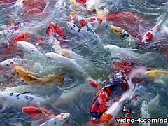 This Modern Mansion Lifestyle Feeding the Koi and Mr Turtle With Amiee Cambridge, Scene #01