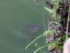 This Modern Mansion Lifestyle Feeding the Koi and Mr Turtle With Amiee Cambridge, Scene #01