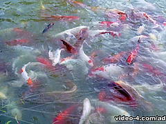 This Modern Mansion Lifestyle Feeding the Koi and Mr Turtle With Amiee Cambridge, Scene #01