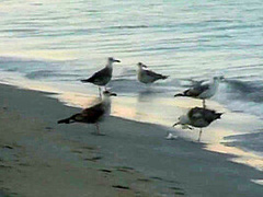 Ivana - Blowjob On The Beach!