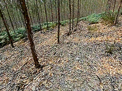 Wife Fucks Stranger In The Woods