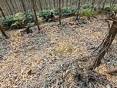 Wife Fucks Stranger In The Woods
