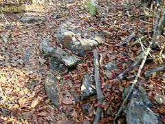 Pov: Encuentras Una Chica En El Bosque Y Terminan Cogiendo Rico
