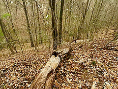 Phat Ass Milf Gets Rough Anal Bent Over A Log In The Forest