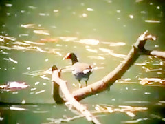 Crystal breeze ron jeremy