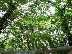 Tan Japanese amateur outdoor date and sweaty raw sex