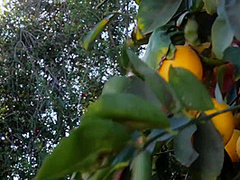Lauryn Wolfe - Twist Of Lemon