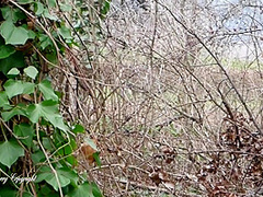 Tara Cherry And Cherry X In Risky Exhib And Blowjob In The Wood In