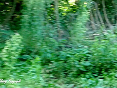 Cherry Brooks, Cherry X And Tara Cherry - I Love Getting Fucked By A Fisherman By