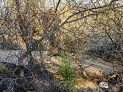 Recorded While Blowing Stranger In The Desert