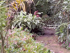 Angie Bravo In Fucks This Man In The Jungle
