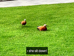 Sex In A Capsule Hostel And A Journey To The Big City 16 Min