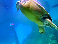 Sex In A Capsule Hostel And A Journey To The Big City 16 Min