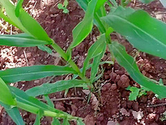 My Pussy Swallowed The Biggest Corn Ever Found In Cornfield