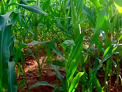 My Pussy Swallowed The Biggest Corn Ever Found In Cornfield