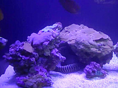 Girl Shows Snatch In Car - Analdin - Brooke Haze