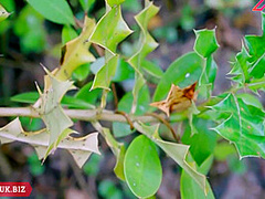 Hot Outdoor Sex With Desi Indian Bhabhi