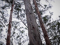 Jacinta Its A Bush Thing