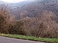 Pelosa Cougar E Vogliosa - Episode 1