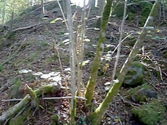 Terry Kemaco In Fucking In The Woods With Sexy French Model Irogenia