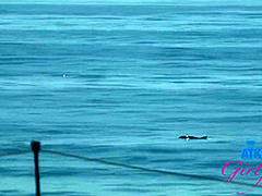 Summer Vixen In Gfe Session With Beach Babe Giving Amazing Blowjob