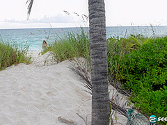 Busty Beach Bunny