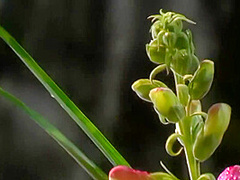 A Captivating Brunette Sex Bomb Sits On Her Lesbian Lovers Face In A Magical Forest