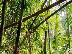 Sex In The Jungle
