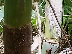 Sex In The Jungle