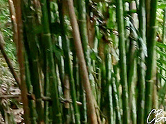 Sex In The Jungle
