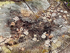 Vlog - Come Camping With Me In The Forest