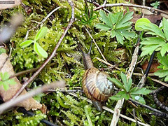 Vlog - Come Camping With Me In The Forest