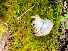 Vlog - Come Camping With Me In The Forest