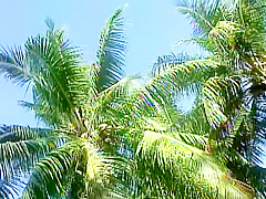 Japanese orgy in the island 1-4th