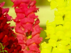 Sun Bathing Leasbian Beauties Have Hot Outdoor Sex With Toys