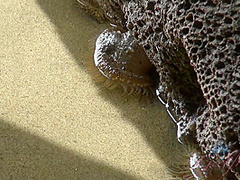 Virtual Date With Izzy On The Beach 1/3